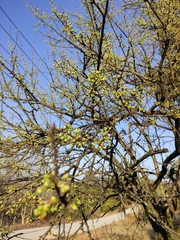 Prunus salicina