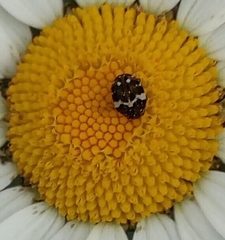 Anthrenus angustefasciatus