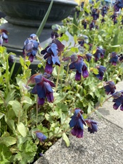 Cerinthe major