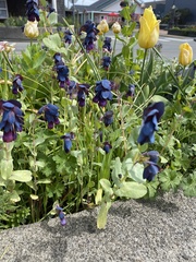 Cerinthe major