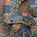 Long-nosed Snake - Photo (c) Jerry Oldenettel, some rights reserved (CC BY-NC-SA)