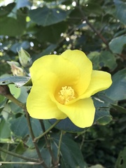 Hibiscus tiliaceus pernambucensis