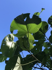 Hibiscus tiliaceus pernambucensis
