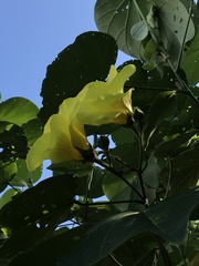 Hibiscus tiliaceus pernambucensis