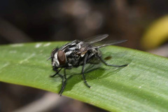 Graphomya maculata