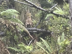 Petroica macrocephala