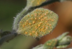 Puccinia cressae
