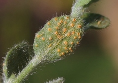 Puccinia cressae