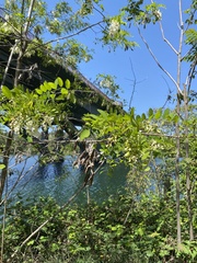Robinia pseudoacacia