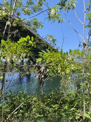 Robinia pseudoacacia
