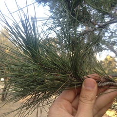 Pinus brutia eldarica