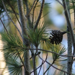 Pinus brutia eldarica