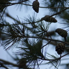 Pinus brutia eldarica