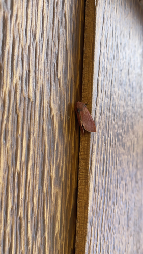 iNaturalist observation photo of Butterflies and Moths