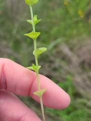 Triodanis lamprosperma