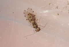 Ectopsocus californicus