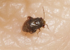 Coridromius chenopoderis