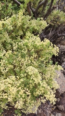 Paronychia canariensis