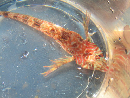 Langvin-donderpad (Jordania zonope) — Cottidae — 5