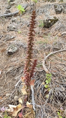 Umbilicus heylandianus