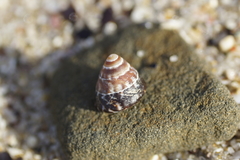 Bembicium