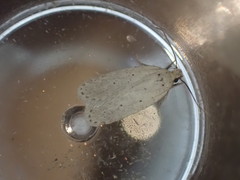 Agonopterix rotundella