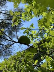 Andricus quercuscalifornicus