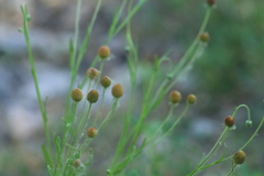 Helenium thurberi