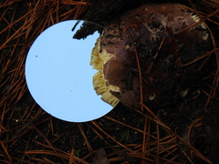 Russula purpureoflava