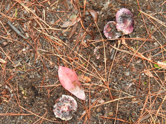 Russula purpureoflava
