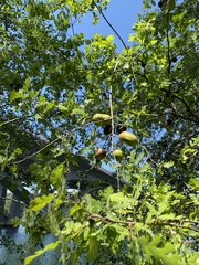 Andricus quercuscalifornicus