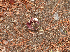 Russula purpureoflava
