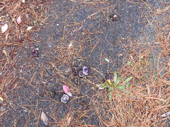 Russula purpureoflava