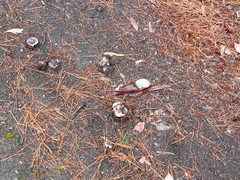Russula purpureoflava
