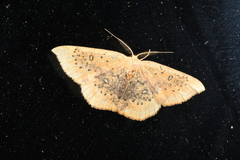 Cyclophora lennigiaria