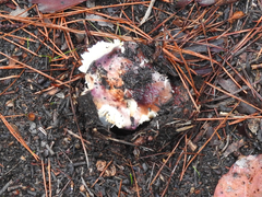 Russula purpureoflava