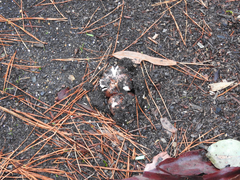 Russula purpureoflava