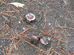 Russula purpureoflava