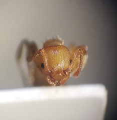 Myrmica scabrinodis