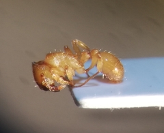 Myrmica scabrinodis