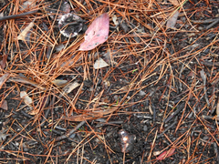 Russula purpureoflava