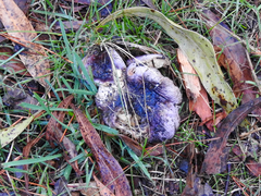 Russula purpureoflava