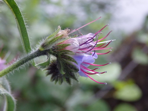 Image of Echium lusitanicum by (c) Carminda Santos, some rights reserved (CC BY)