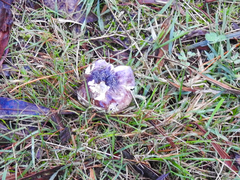 Russula purpureoflava