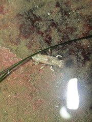 Spirontocaris prionota