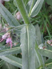 Echium lusitanicum