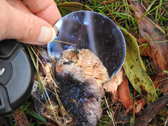 Russula purpureoflava