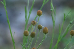Helenium thurberi