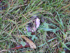Russula purpureoflava