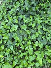 Hedera helix